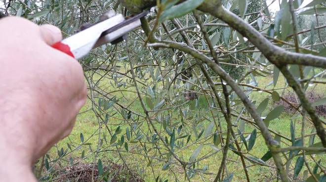 Corso di potatura degli alberi da frutto