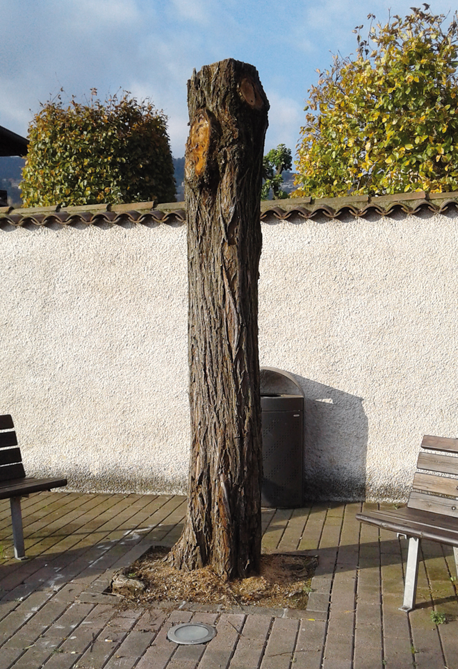 Il salice di via Salici