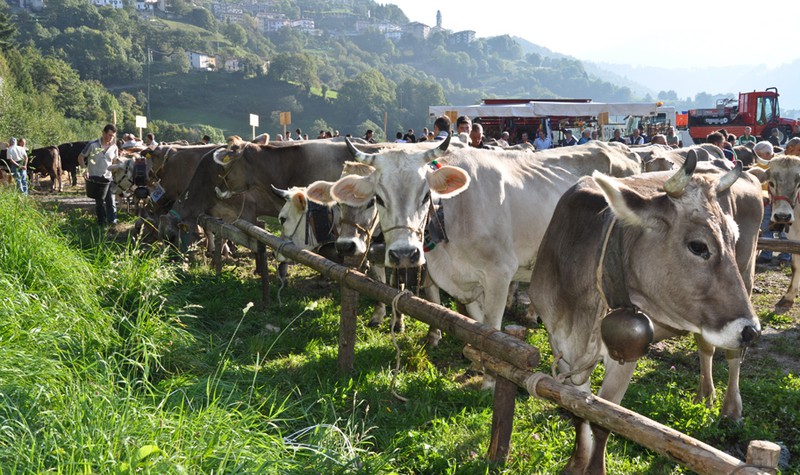 Abbazia, 7 e 8 settembre: grandi novità alla 5^ “Mostra agro-zootecnica della Valle del Lujo”