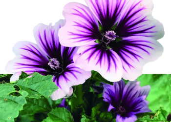 Corso sulle erbe spontanee commestibili