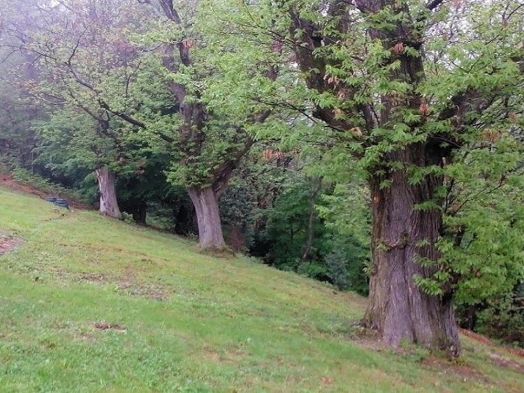 Due castagnate a Casale: il 5 e il 19 ottobre